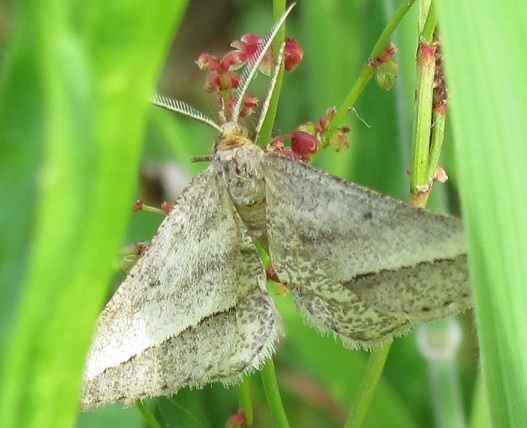 Geometridae da ID - Isturgia arenacearia